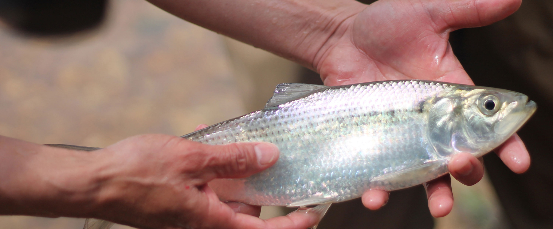 Herring in the Anacosita River